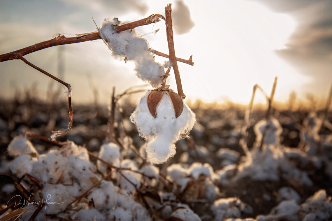 Agriculture Sweetwater Economic Development